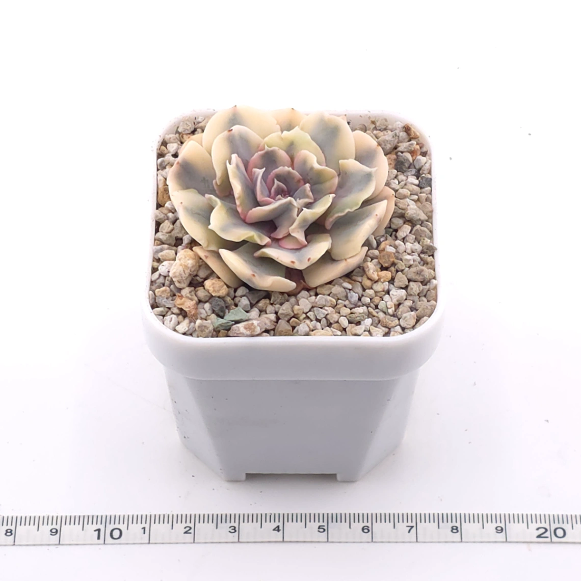 Echeveria ‘Liberia’ variegated | 利比亞錦 thumbnail 3