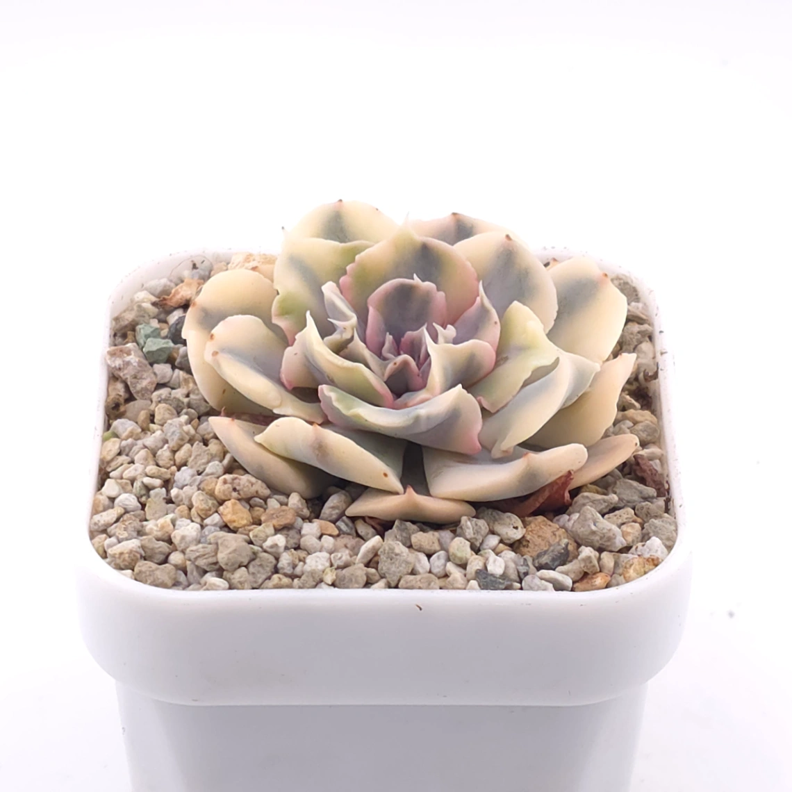 Echeveria ‘Liberia’ variegated | 利比亞錦 thumbnail 2