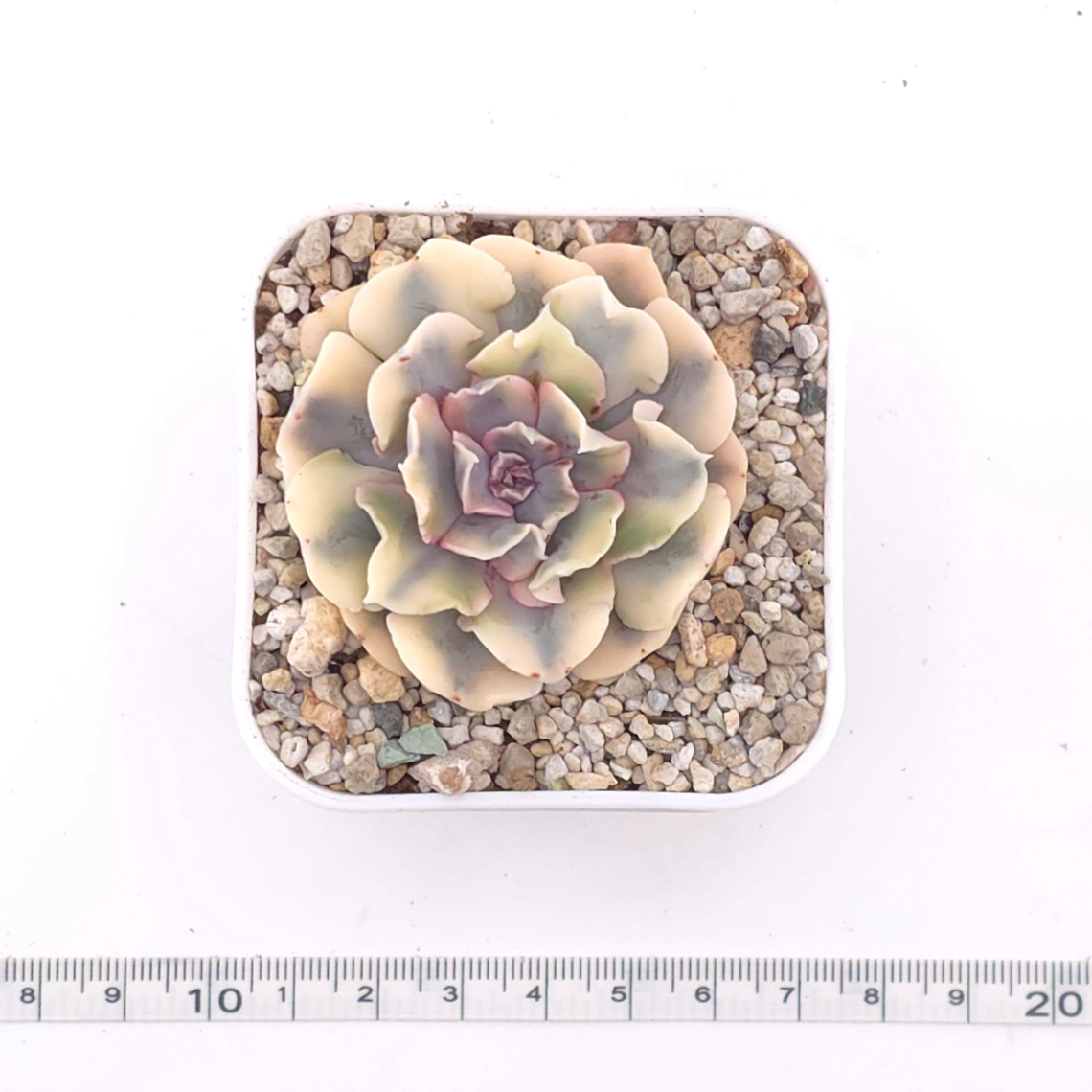 Echeveria ‘Liberia’ variegated | 利比亞錦 thumbnail 4