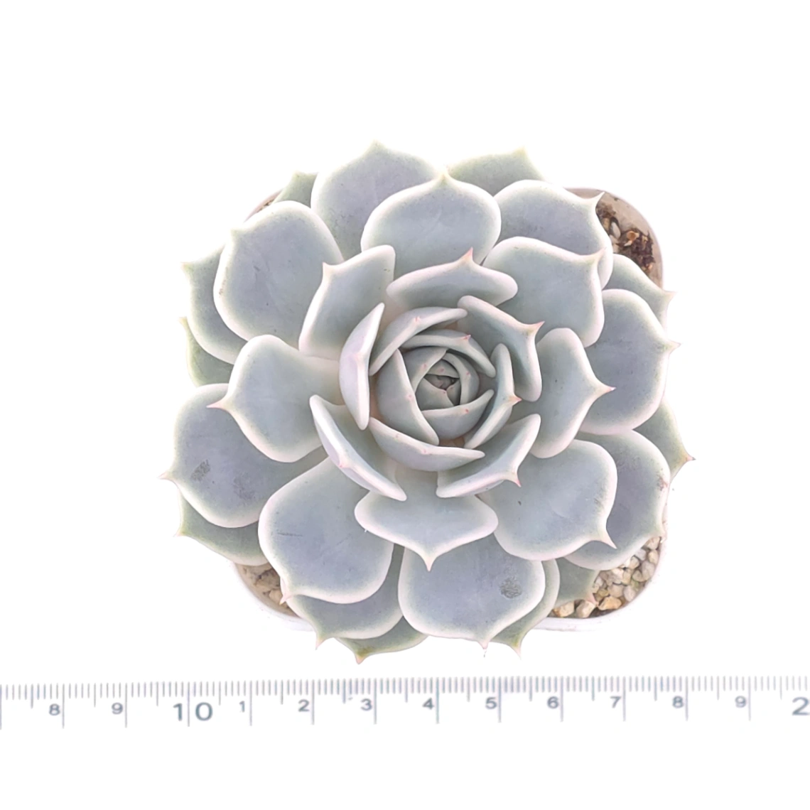 Echeveria ‘Lola’ | 露娜蓮 thumbnail 4