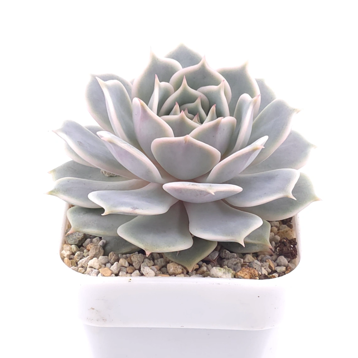 Echeveria ‘Lola’ | 露娜蓮 thumbnail 2