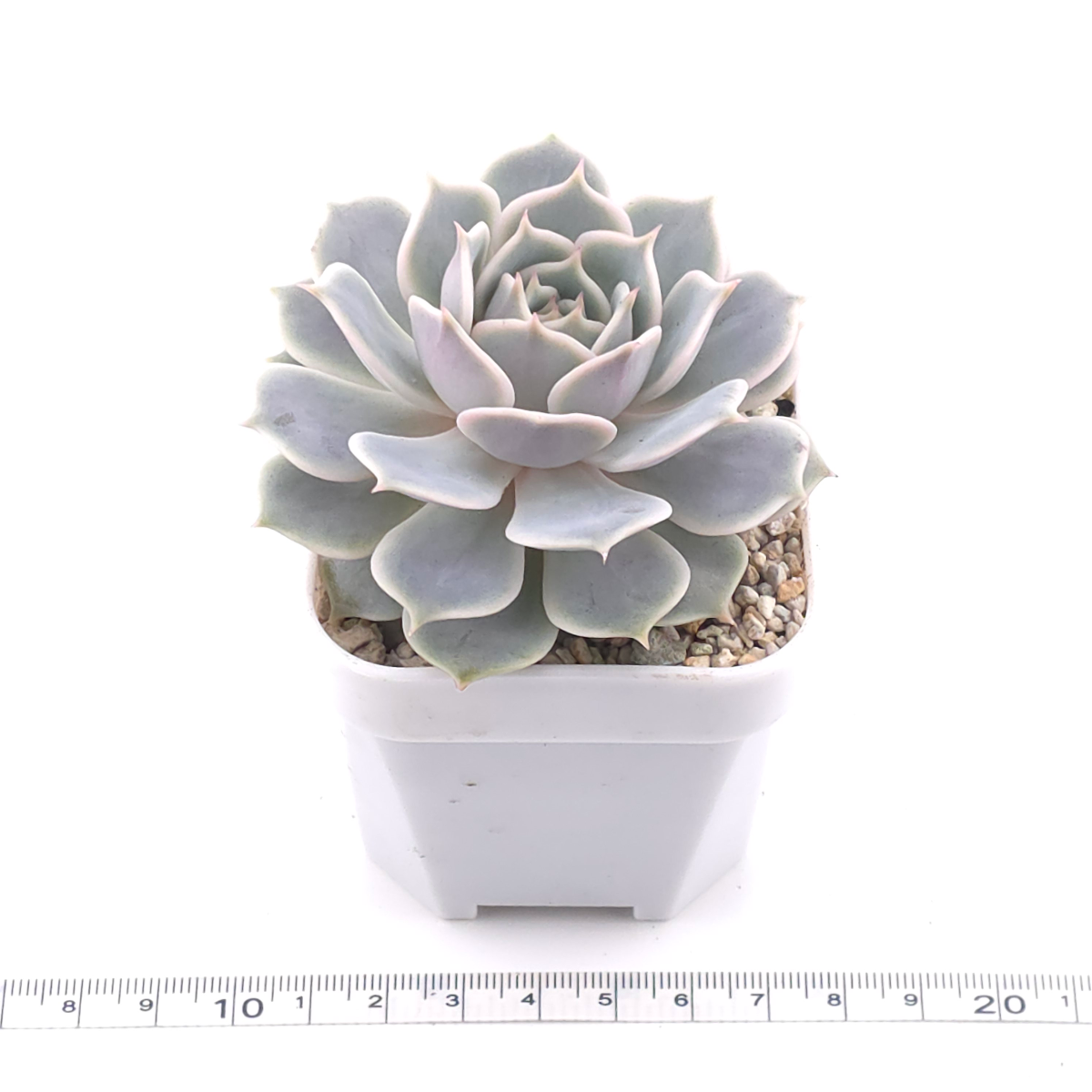 Echeveria ‘Lola’ | 露娜蓮 thumbnail 3