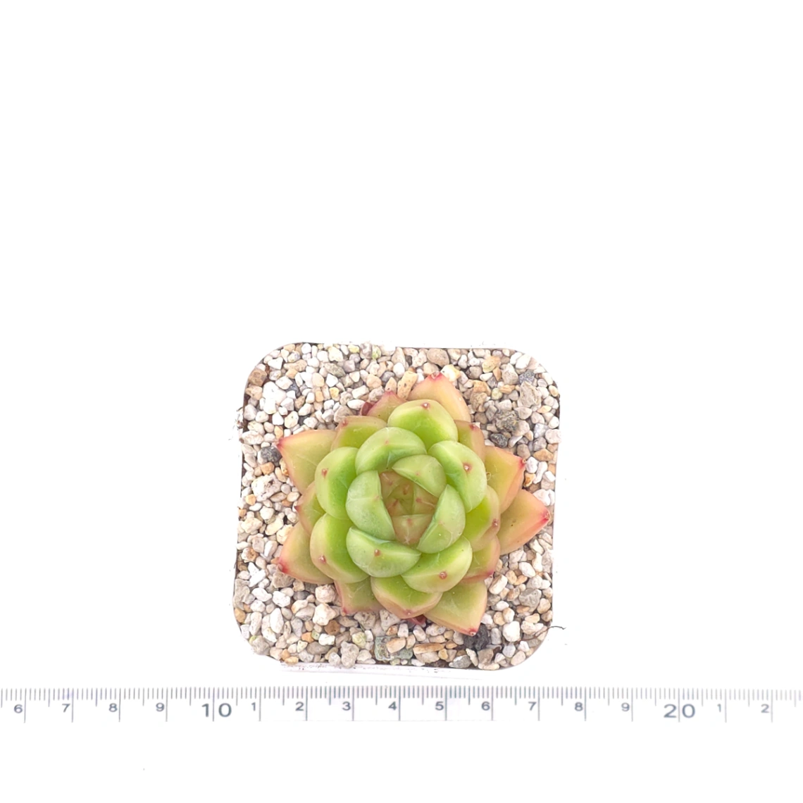 Echeveria ‘Malgan’ | 麥稈 thumbnail 4