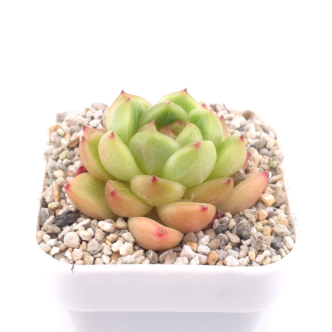 Echeveria ‘Malgan’ | 麥稈 thumbnail 2