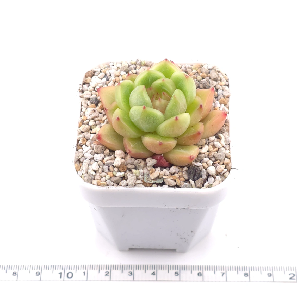 Echeveria ‘Malgan’ | 麥稈 thumbnail 3