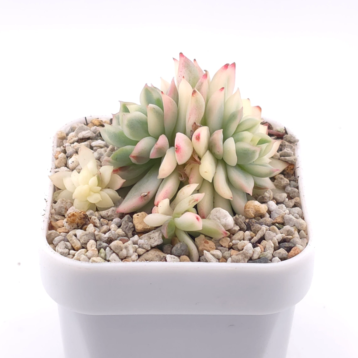 Echeveria ‘Mebina’ variegated clustering | 女雛錦群 thumbnail 2