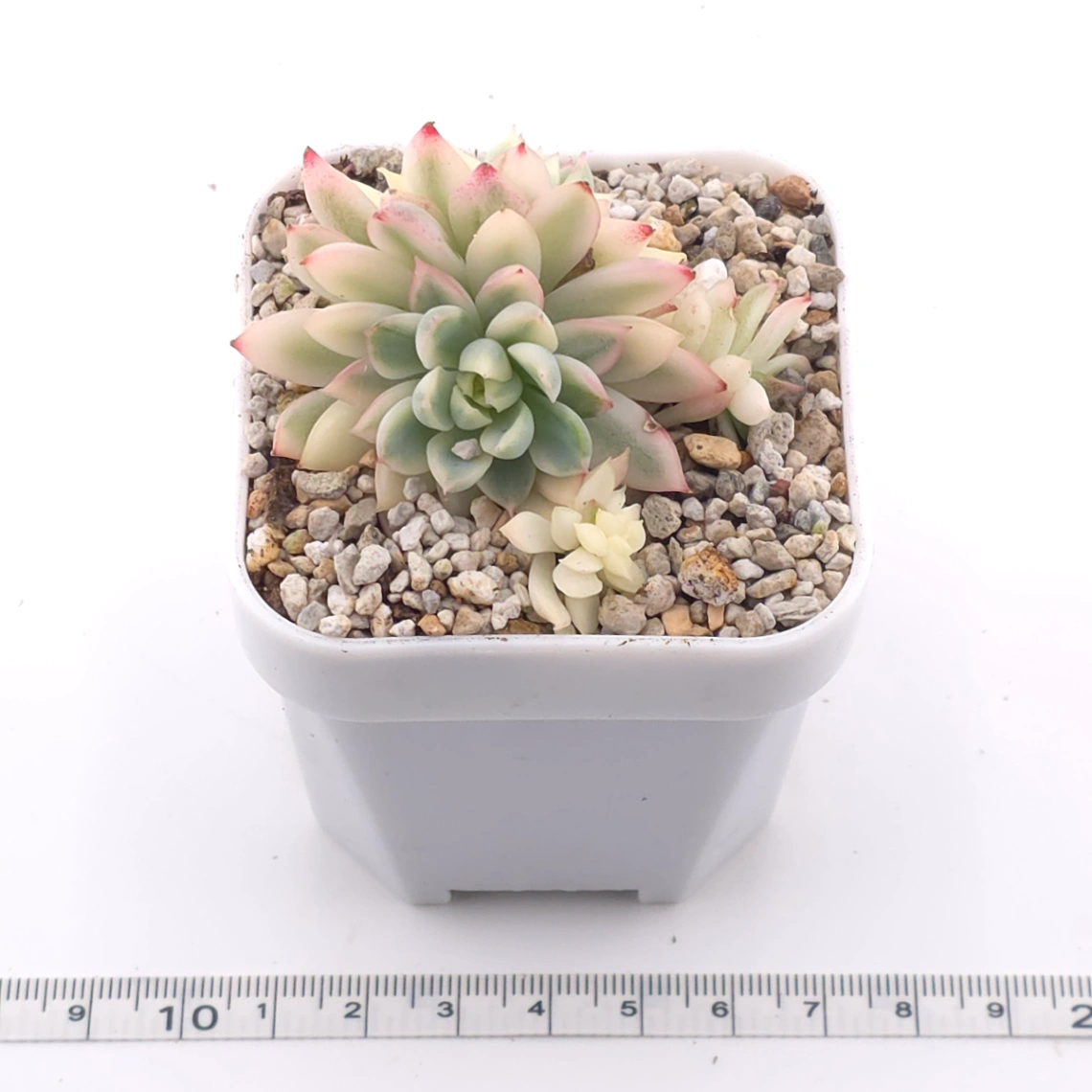 Echeveria ‘Mebina’ variegated clustering | 女雛錦群 thumbnail 3