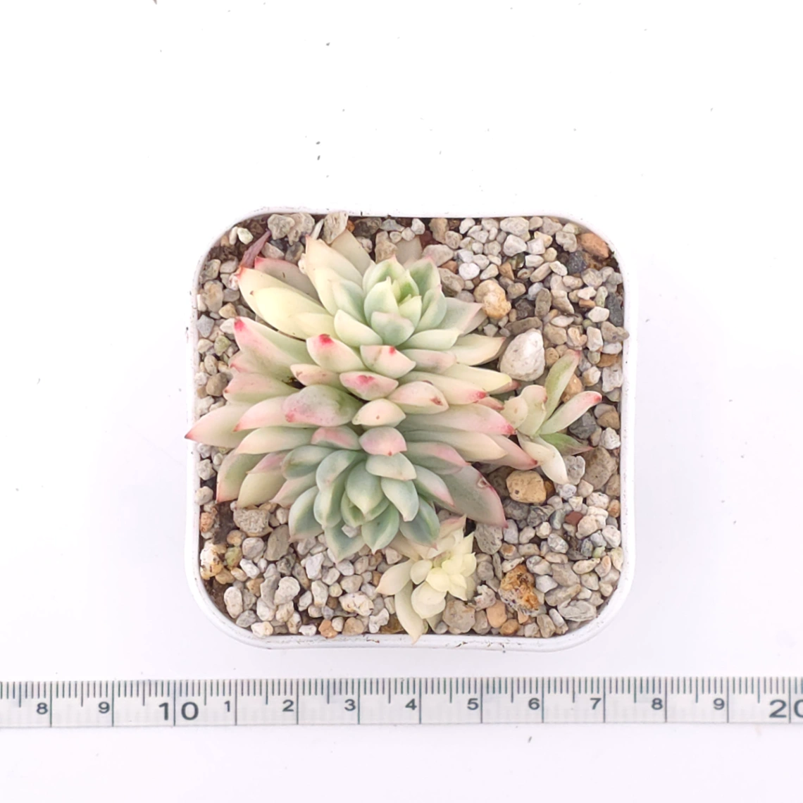 Echeveria ‘Mebina’ variegated clustering | 女雛錦群 thumbnail 4