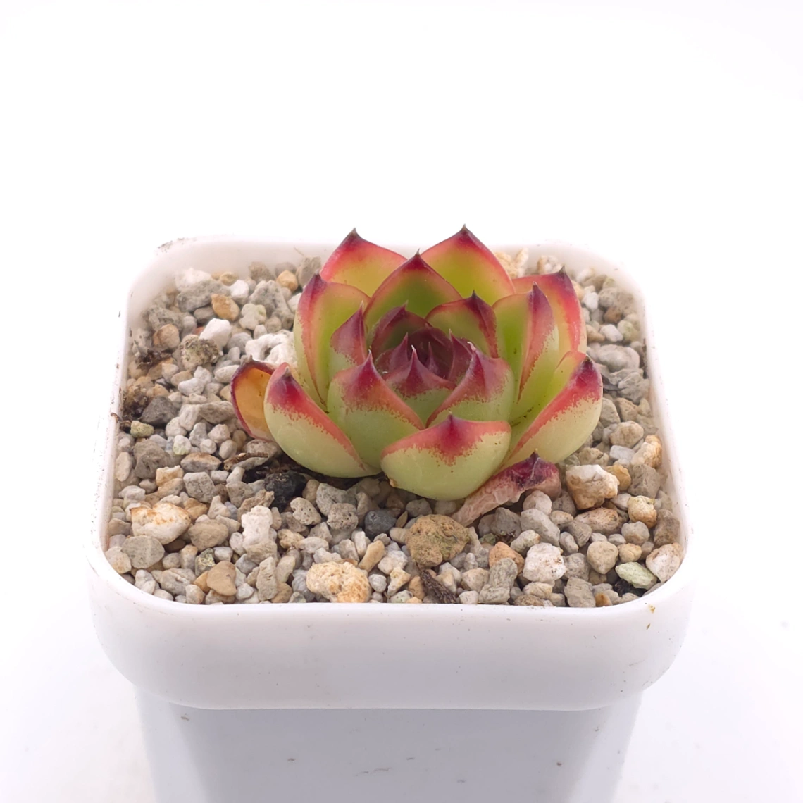 Echeveria ‘Moonstone’ | 月亮石 thumbnail 2