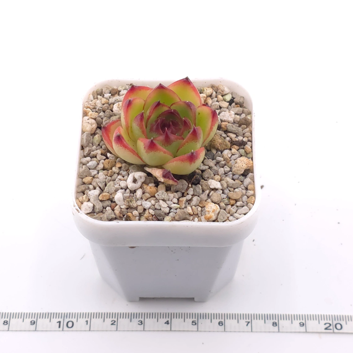 Echeveria ‘Moonstone’ | 月亮石 thumbnail 3