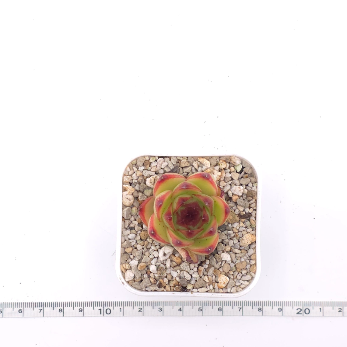 Echeveria ‘Moonstone’ | 月亮石 thumbnail 4