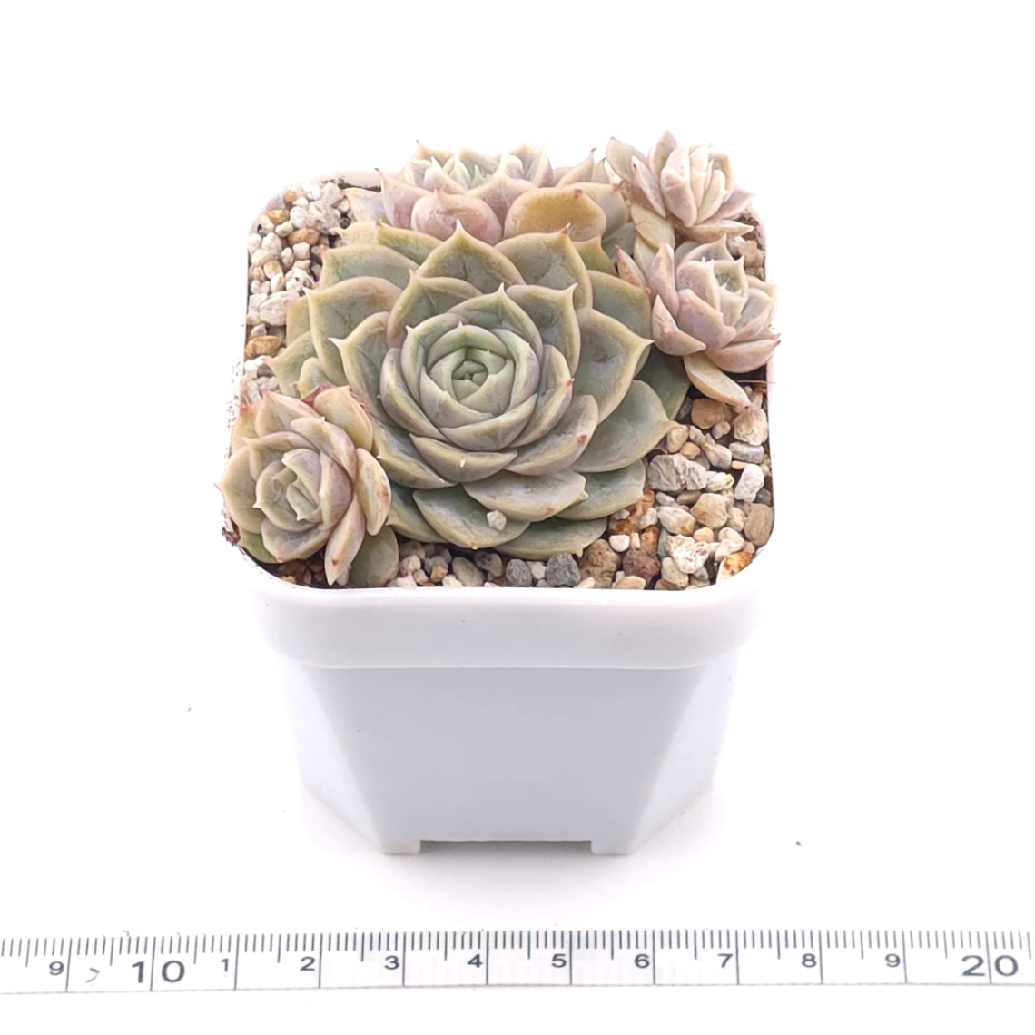 Echeveria ‘Onslow’ | 昂斯諾 thumbnail 3