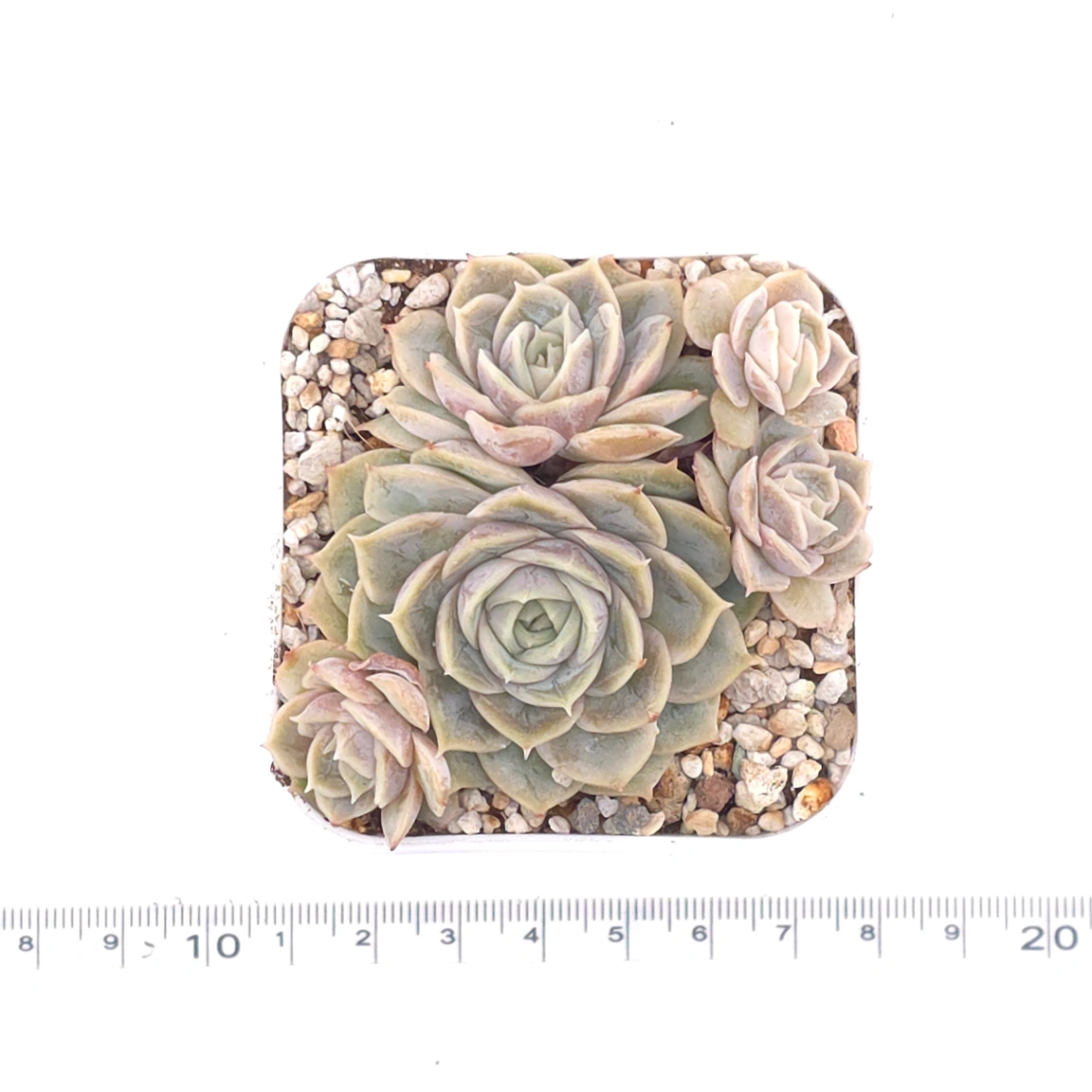 Echeveria ‘Onslow’ | 昂斯諾 thumbnail 4