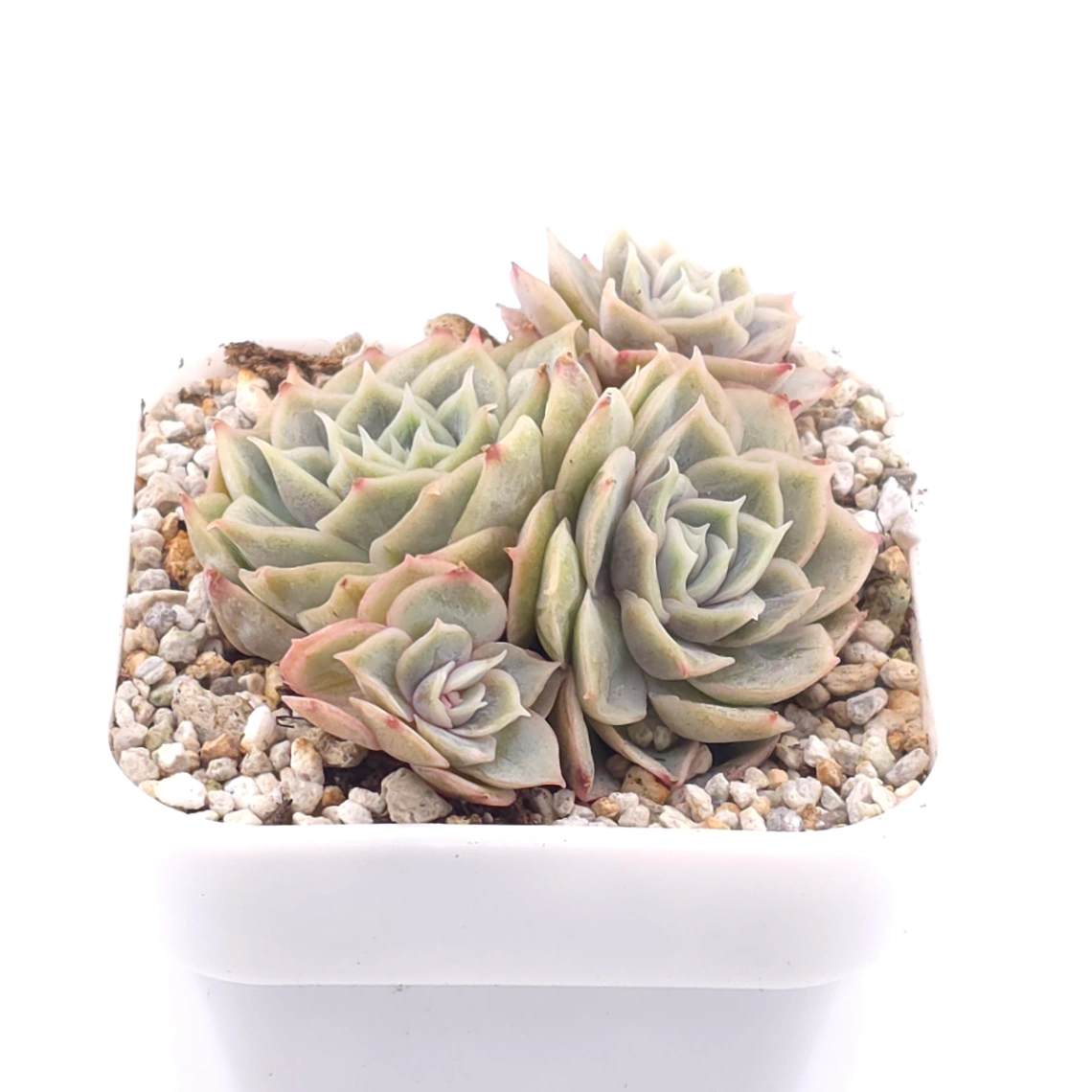 Echeveria ‘Onslow’ | 昂斯諾 thumbnail 2
