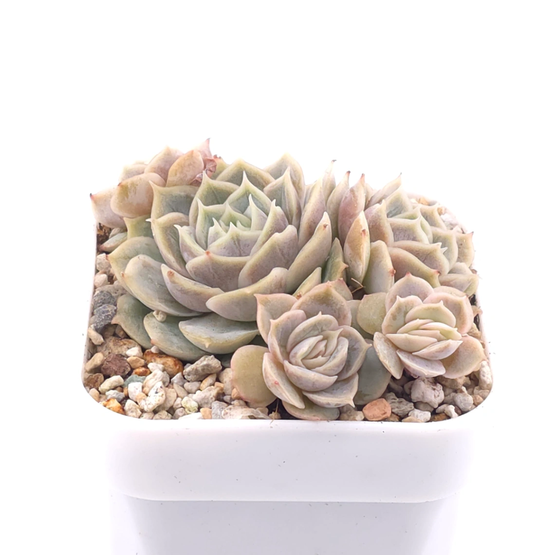 Echeveria ‘Onslow’ | 昂斯諾 thumbnail 2