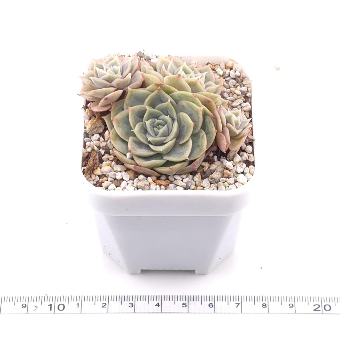 Echeveria ‘Onslow’ | 昂斯諾 thumbnail 3