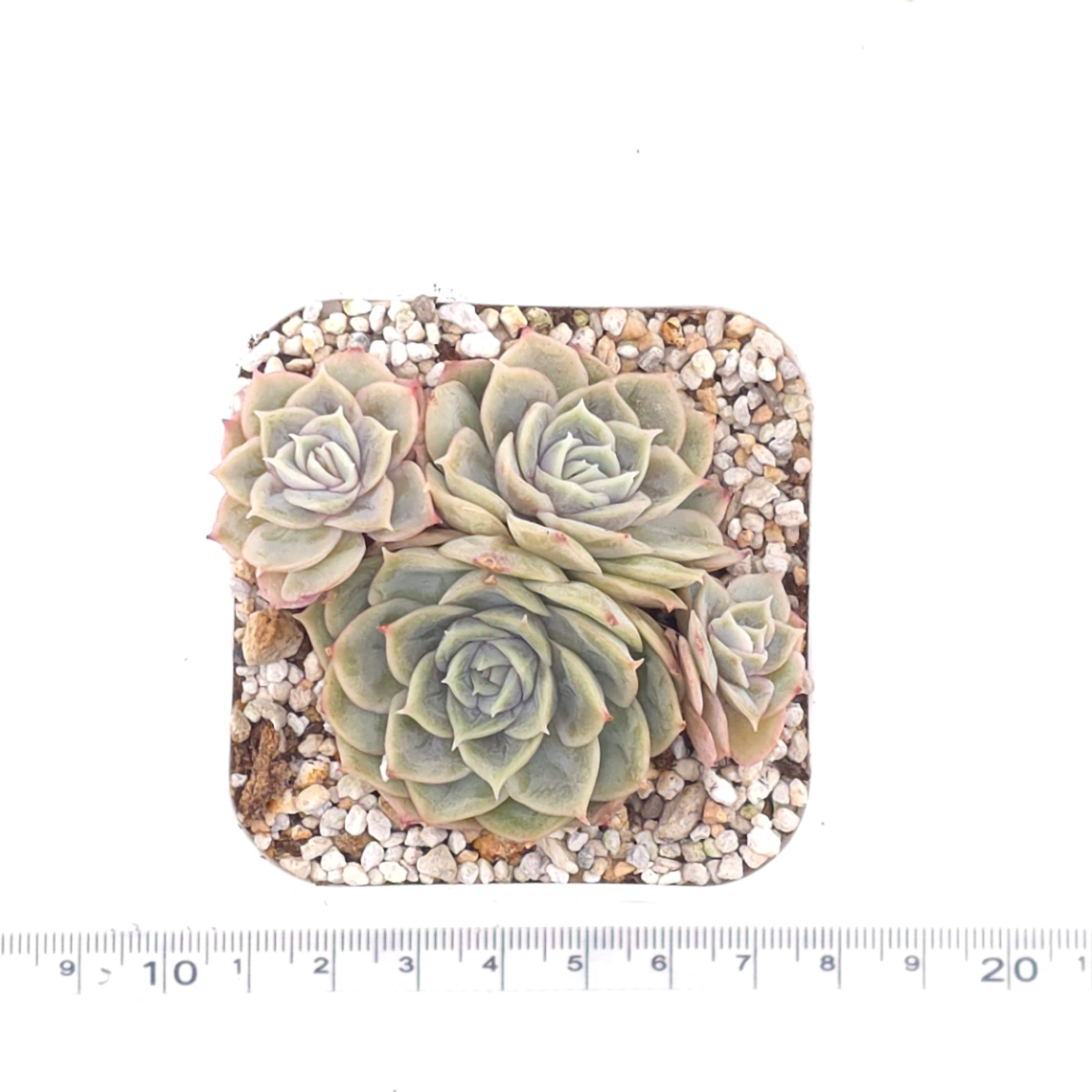 Echeveria ‘Onslow’ | 昂斯諾 thumbnail 4