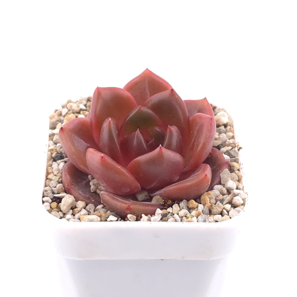 Echeveria ‘Orange Monroe’ spp. | 橙夢露雜 thumbnail 2