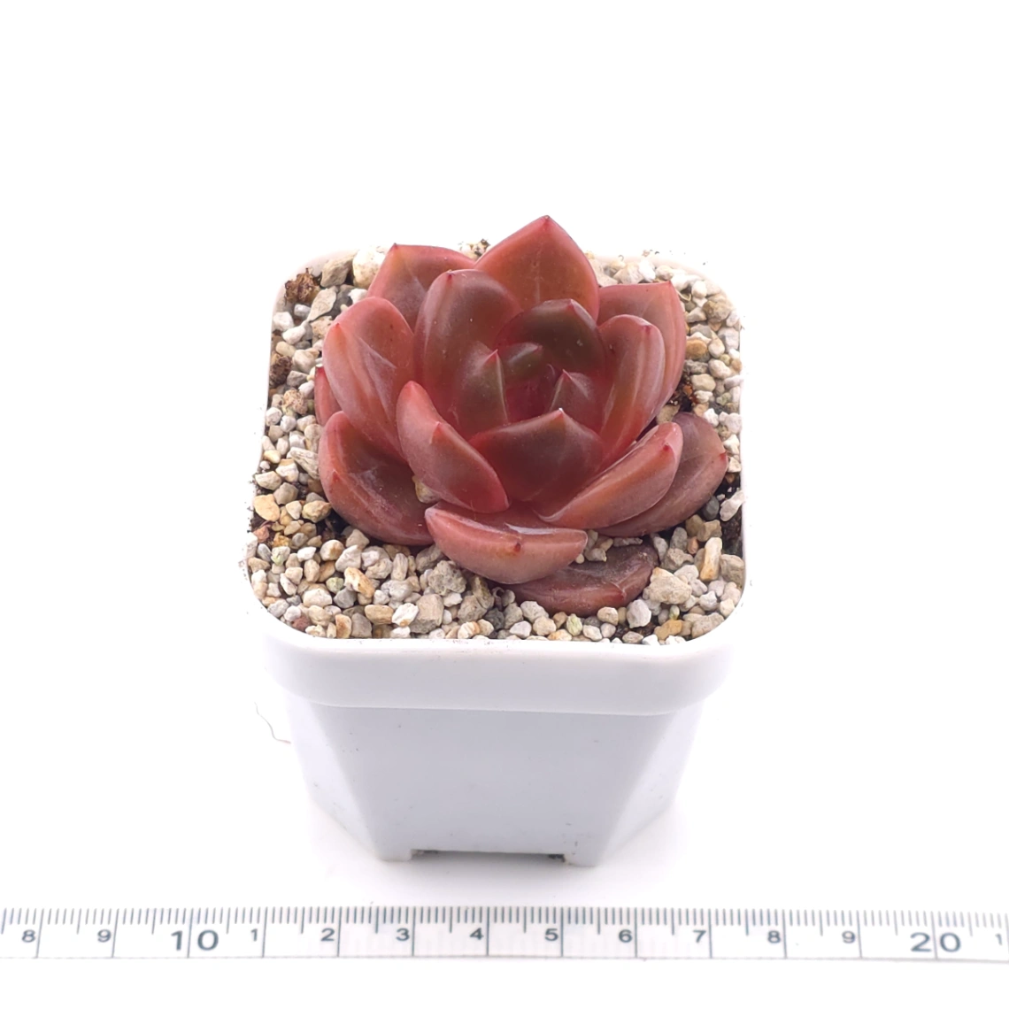 Echeveria ‘Orange Monroe’ spp. | 橙夢露雜 thumbnail 3