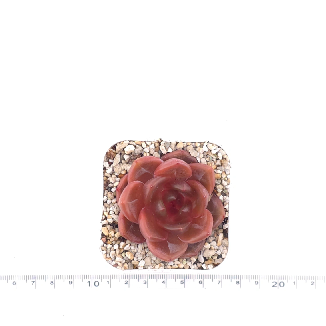 Echeveria ‘Orange Monroe’ spp. | 橙夢露雜 thumbnail 4