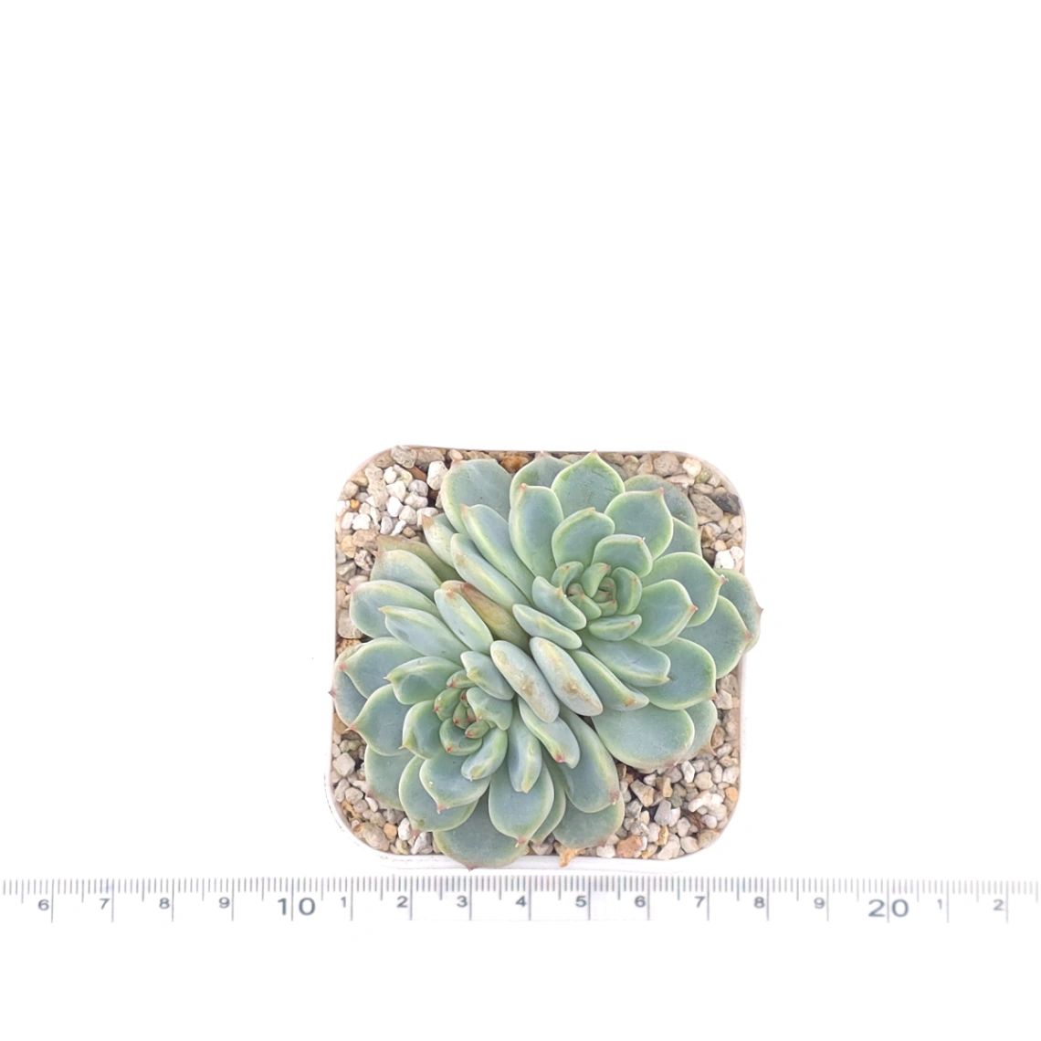Echeveria ‘Pink Sea’ | 粉海 thumbnail 4