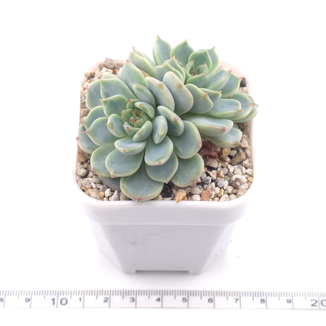 Echeveria ‘Pink Sea’ | 粉海 thumbnail 3