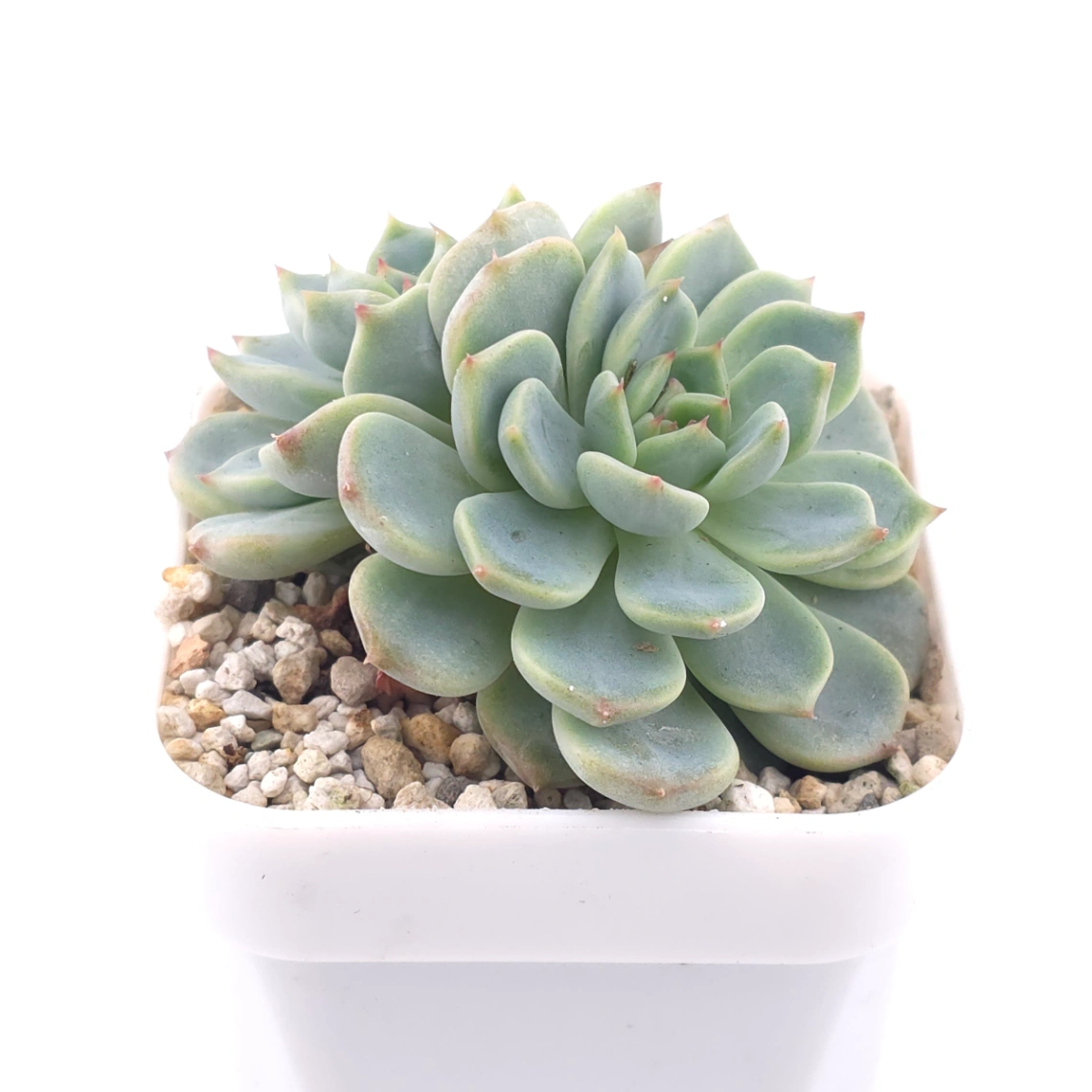 Echeveria ‘Pink Sea’ | 粉海 thumbnail 2
