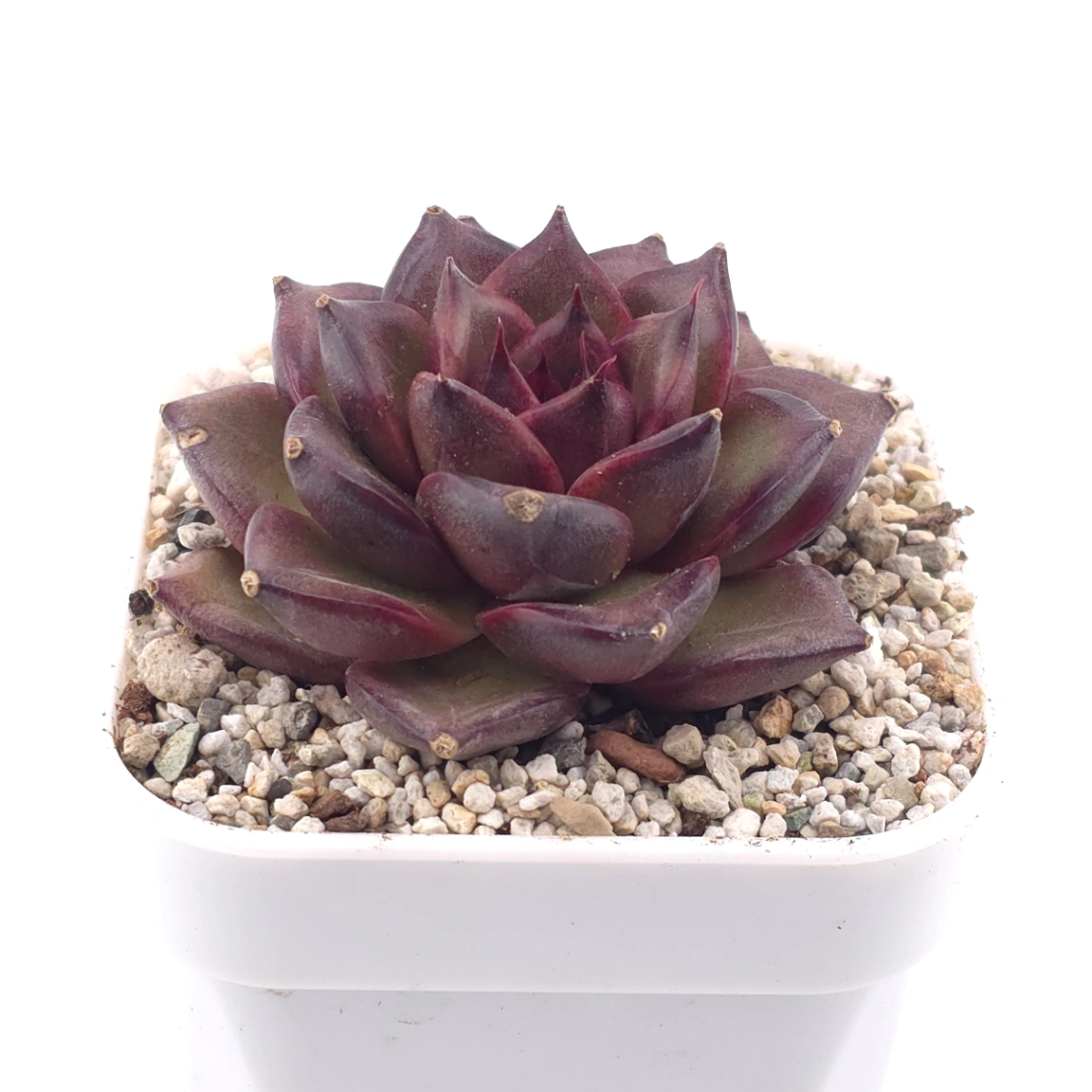 Echeveria ‘Profusion Rose’ | 豐沛玫瑰 thumbnail 2