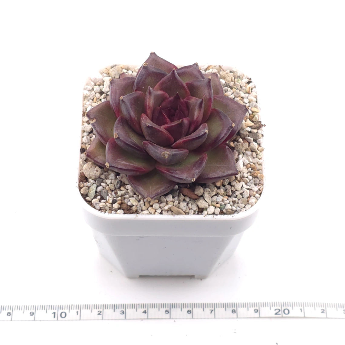 Echeveria ‘Profusion Rose’ | 豐沛玫瑰 thumbnail 3