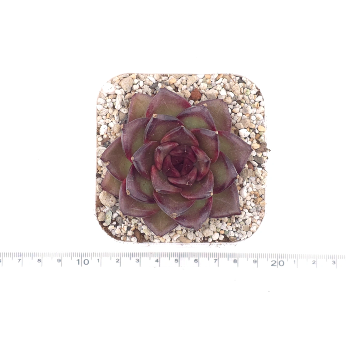 Echeveria ‘Profusion Rose’ | 豐沛玫瑰 thumbnail 4