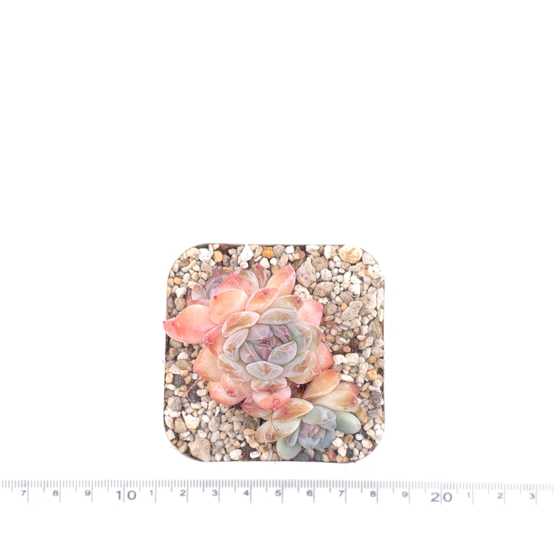 Echeveria ‘Star Orange’ | 星星橙 thumbnail 3