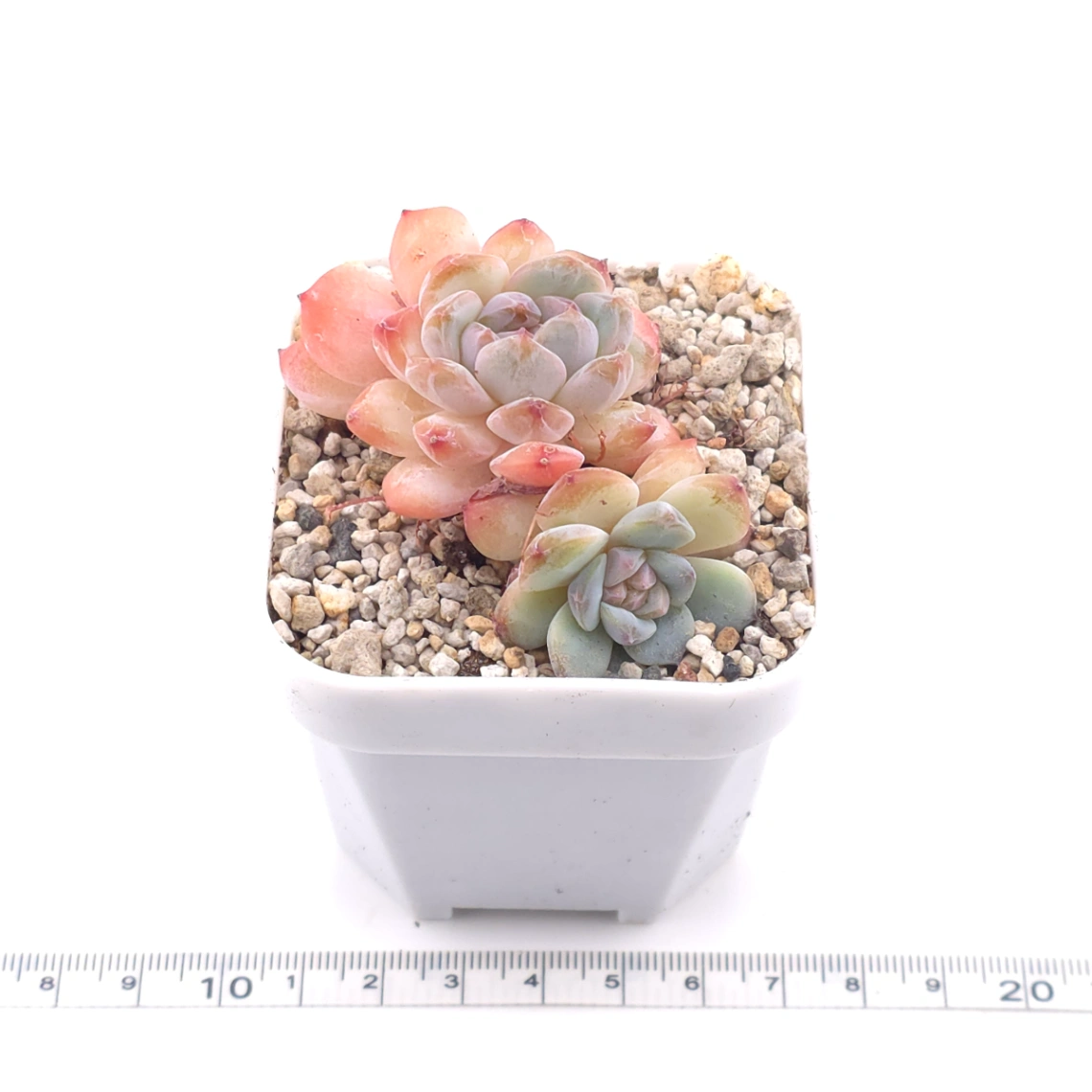 Echeveria ‘Star Orange’ | 星星橙 thumbnail 4