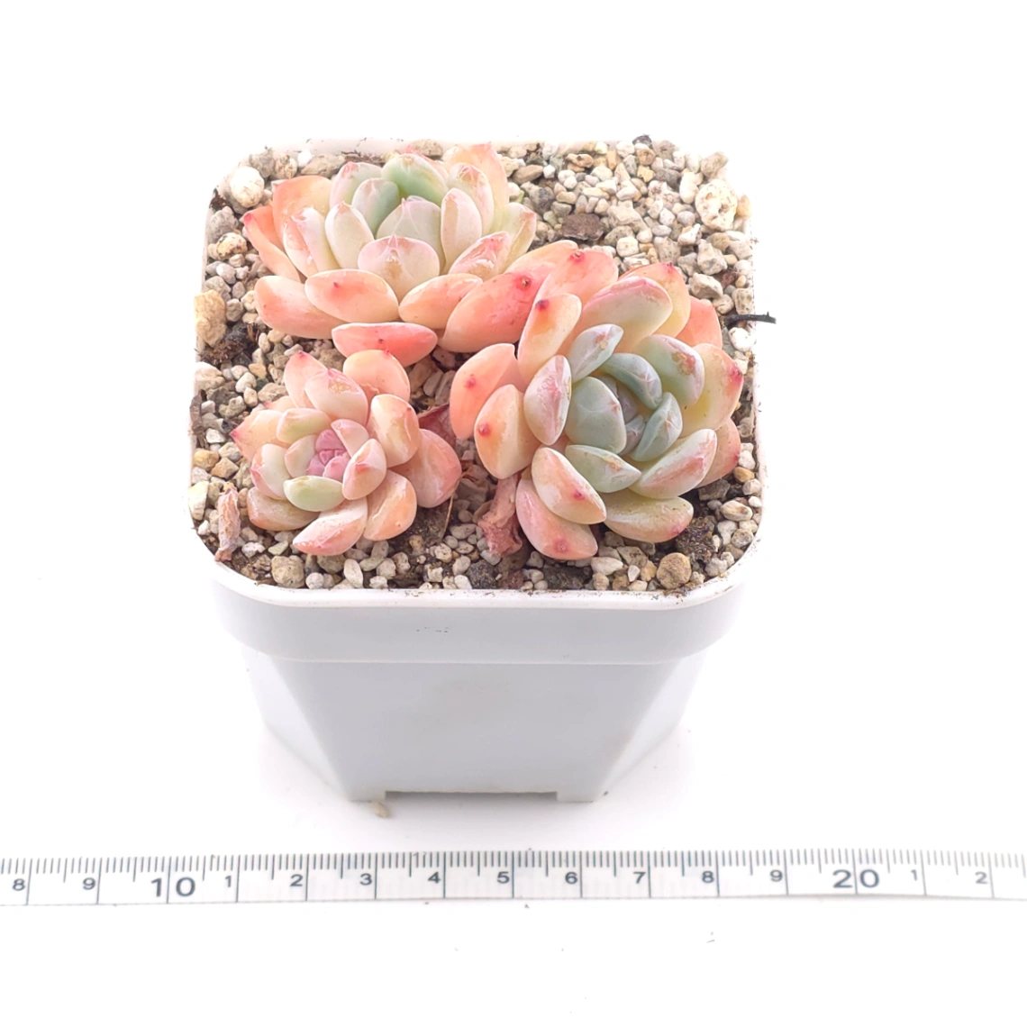 Echeveria ‘Star Orange’ | 星星橙 thumbnail 3