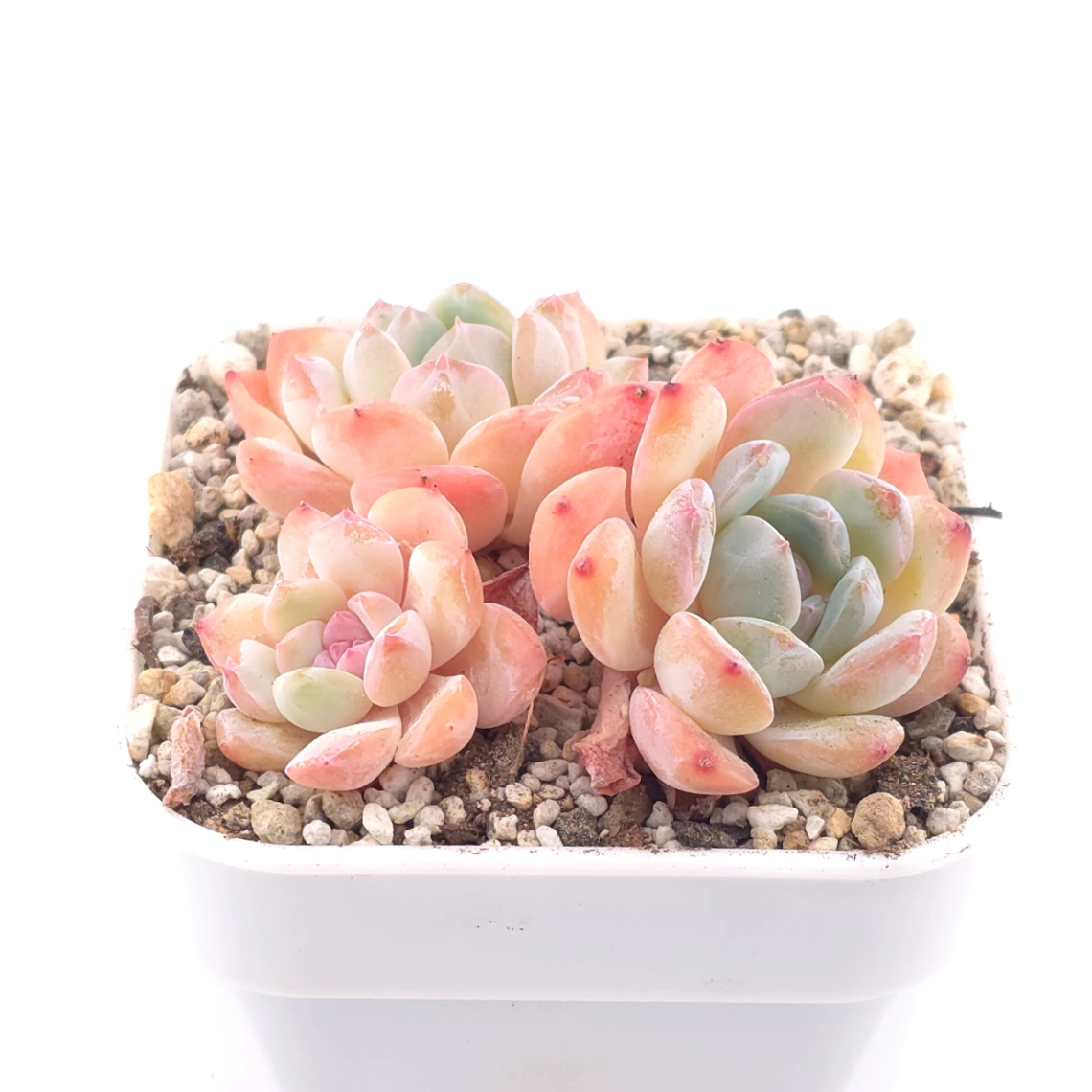 Echeveria ‘Star Orange’ | 星星橙 thumbnail 2