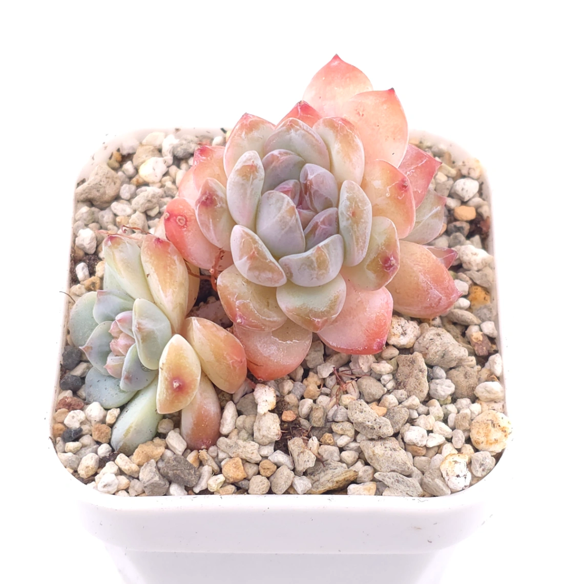 Echeveria ‘Star Orange’ | 星星橙 thumbnail 2
