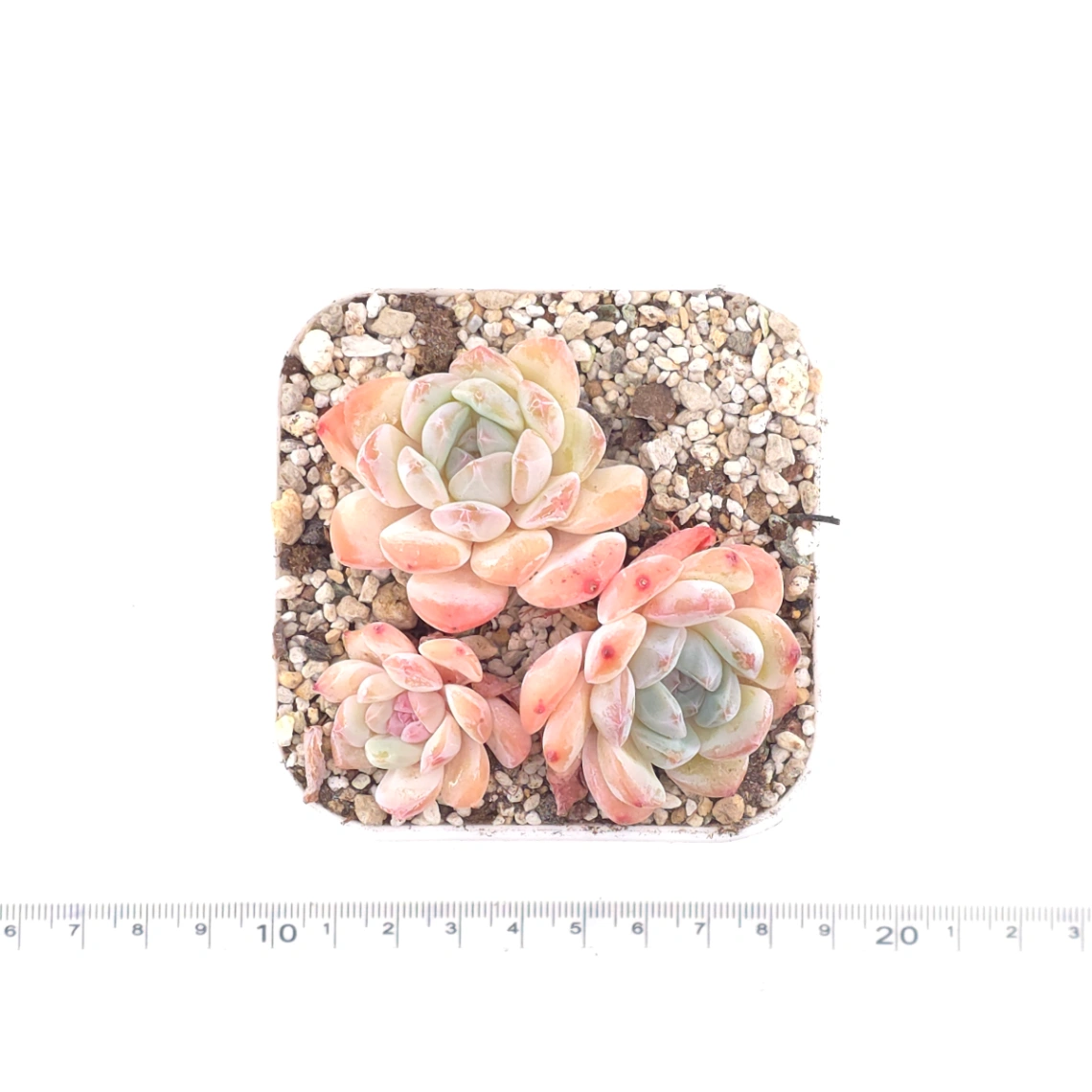 Echeveria ‘Star Orange’ | 星星橙 thumbnail 4