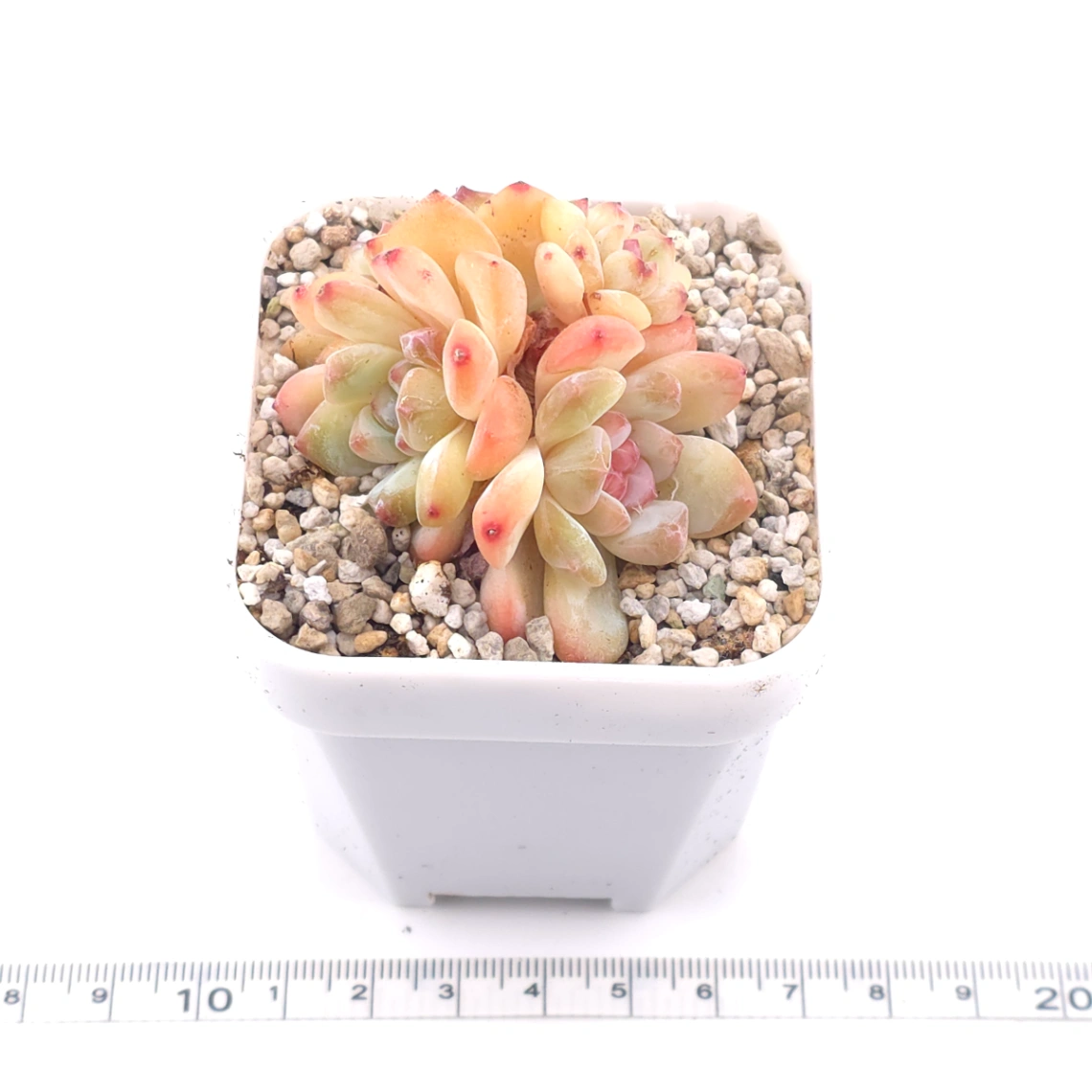 Echeveria ‘Star Snow’ | 星雪 thumbnail 3
