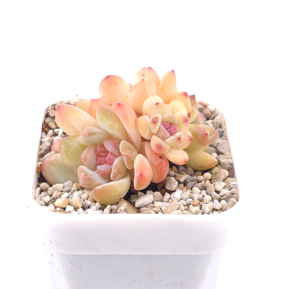 Echeveria ‘Star Snow’ | 星雪 thumbnail 2