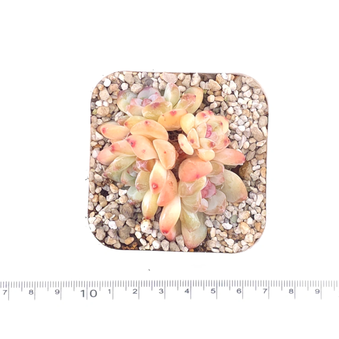 Echeveria ‘Star Snow’ | 星雪 thumbnail 4