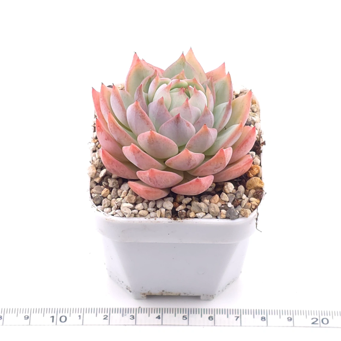 Echeveria ‘Tippy’ | 蒂比 thumbnail 3