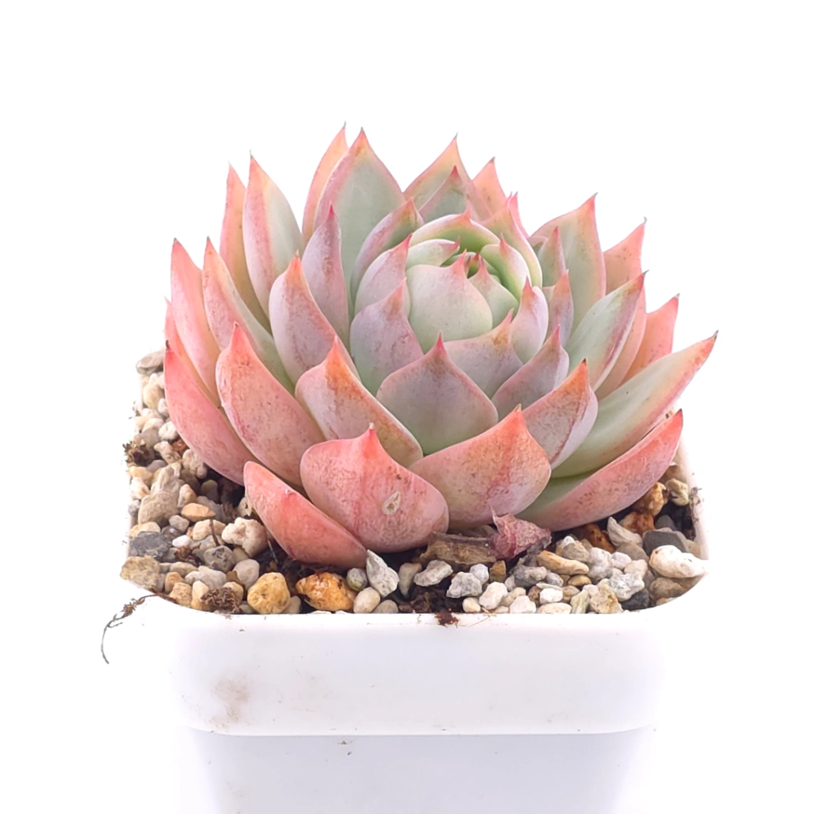 Echeveria ‘Tippy’ | 蒂比 thumbnail 2