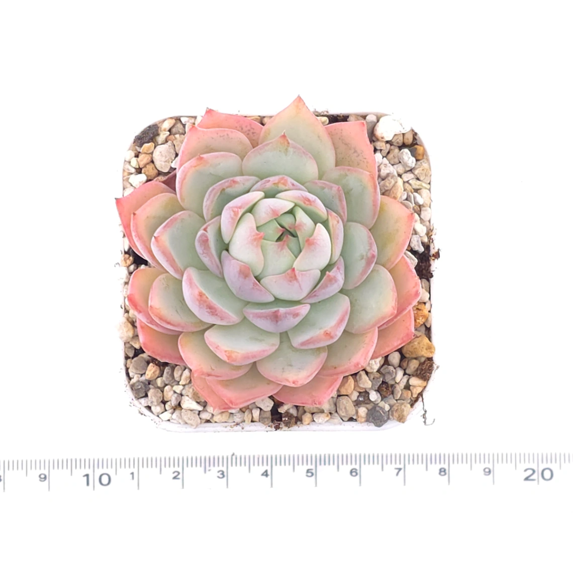 Echeveria ‘Tippy’ | 蒂比 thumbnail 4