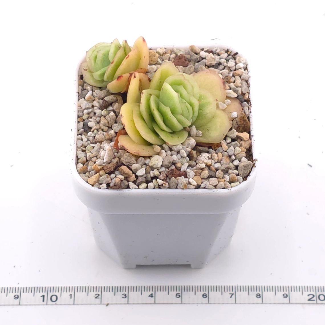 Echeveria 'Ice Rose' | 冰玫瑰 thumbnail 3