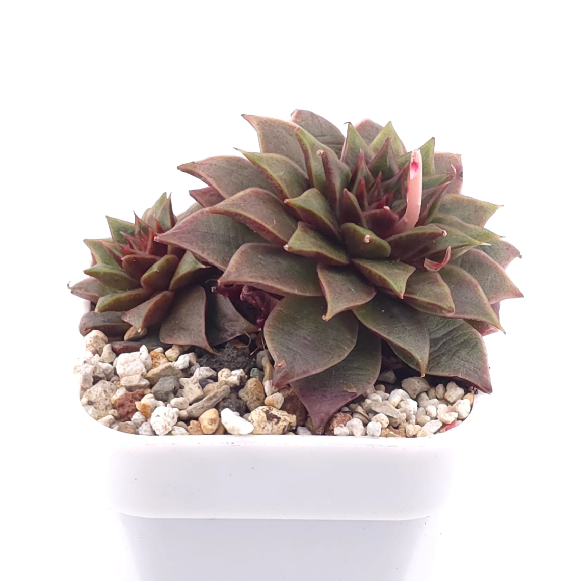 Echeveria ‘Dionysus' | 酒神 thumbnail 2