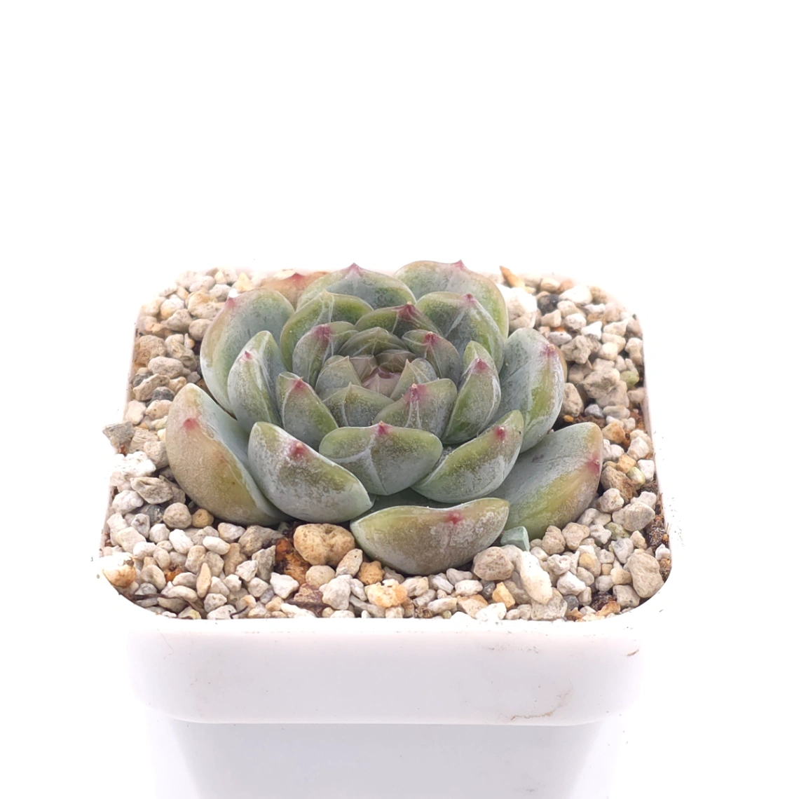 Echeveria ‘Melaco' | 巧克力方磚 thumbnail 2