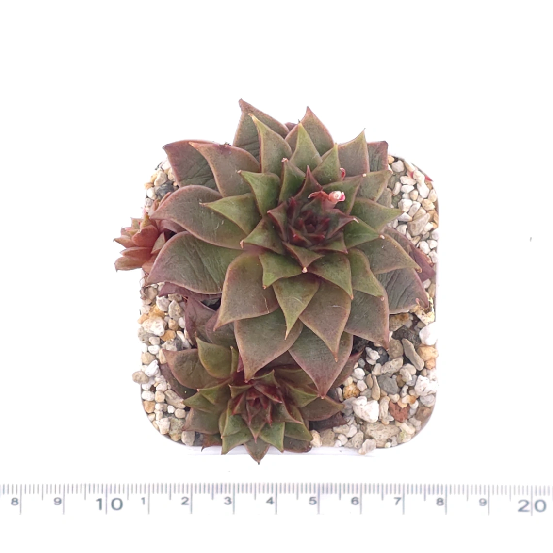 Echeveria ‘Dionysus' | 酒神 thumbnail 4