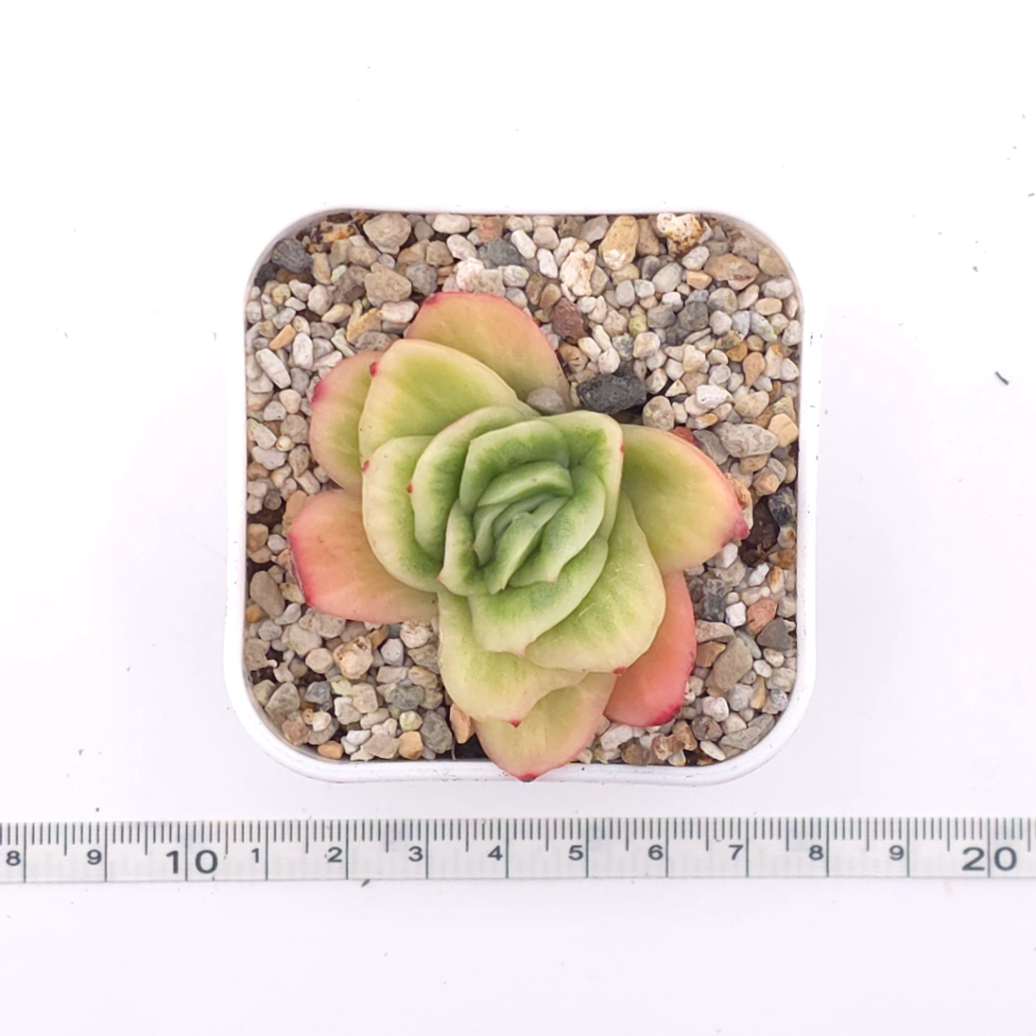 Echeveria 'Ice Rose' | 冰玫瑰 thumbnail 4