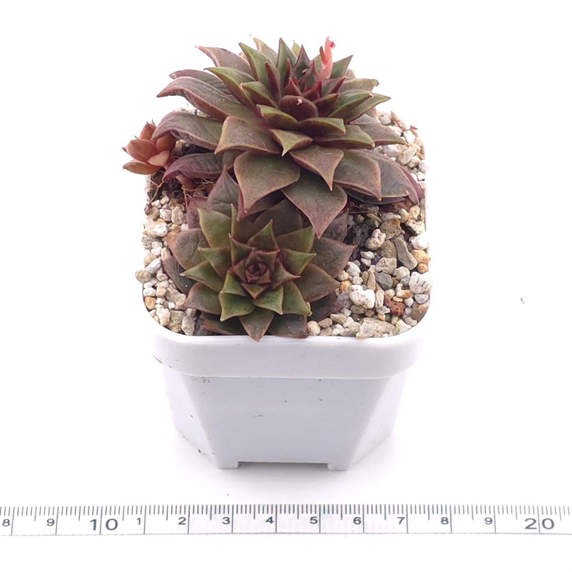 Echeveria ‘Dionysus' | 酒神 thumbnail 3