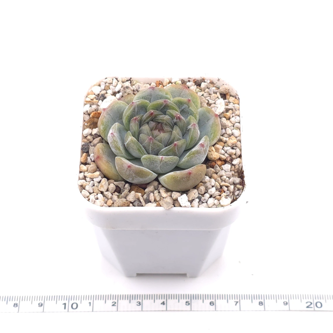 Echeveria ‘Melaco' | 巧克力方磚 thumbnail 3