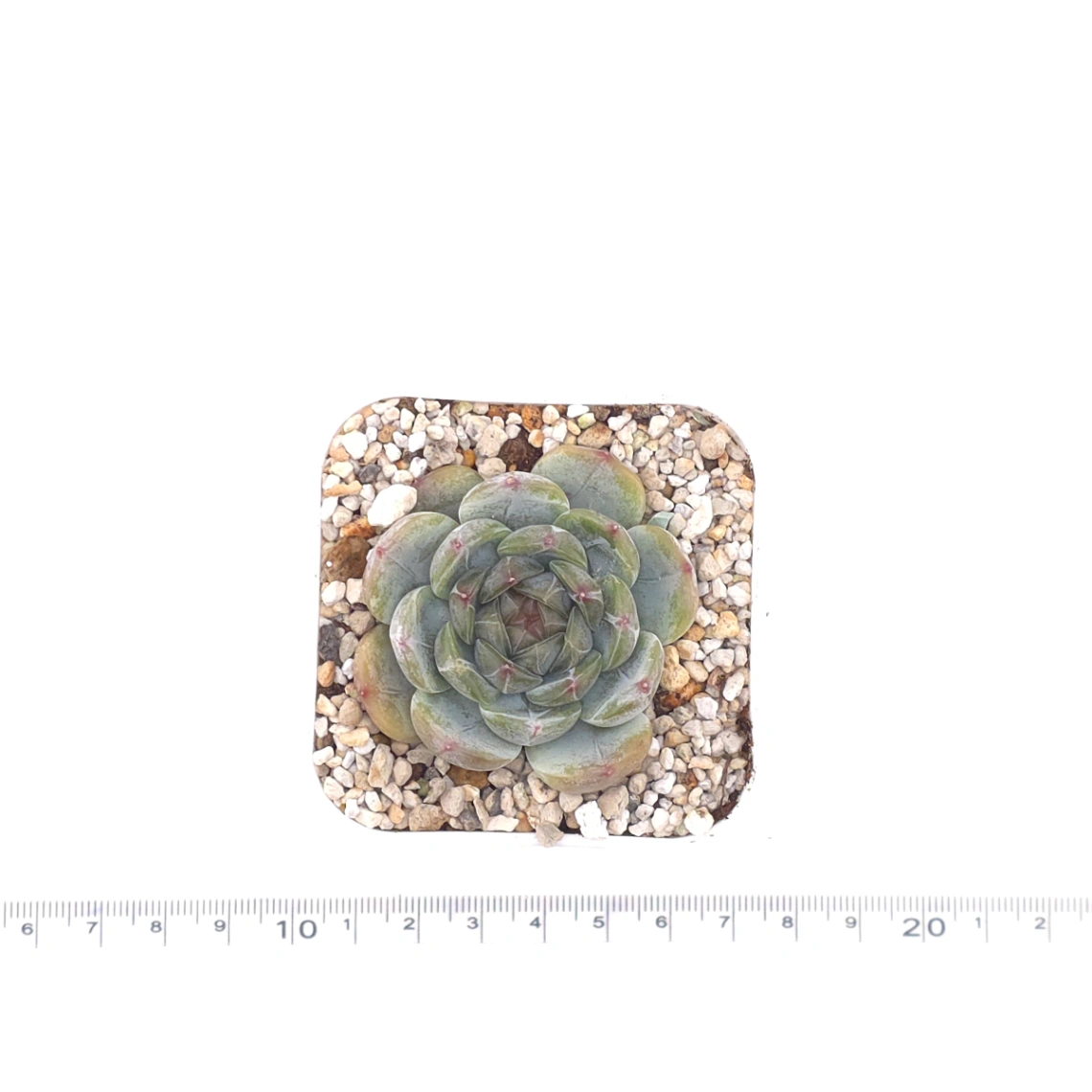 Echeveria ‘Melaco' | 巧克力方磚 thumbnail 4
